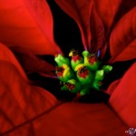 IMG_3519copt