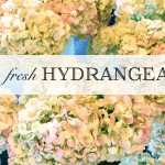 Fresh Hydranges