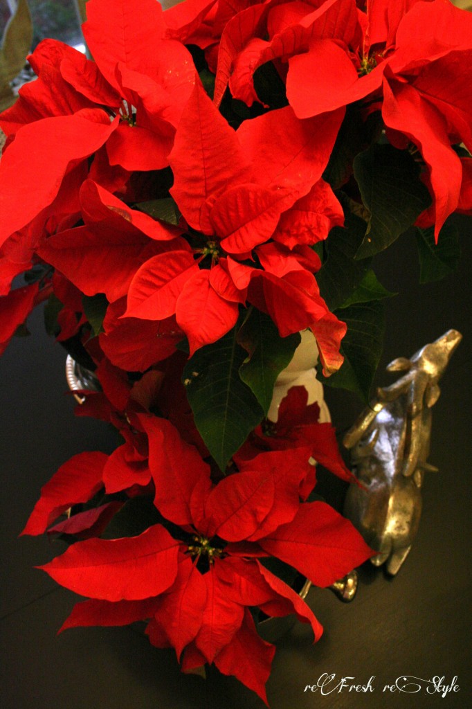 Christmas in the kitchen - budget decorating ideas -  poinsettias galore