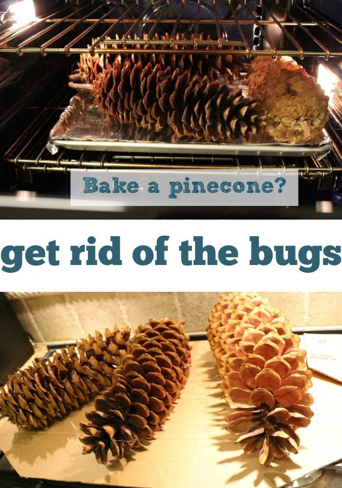 How to Prepare Pine Cones for Crafts