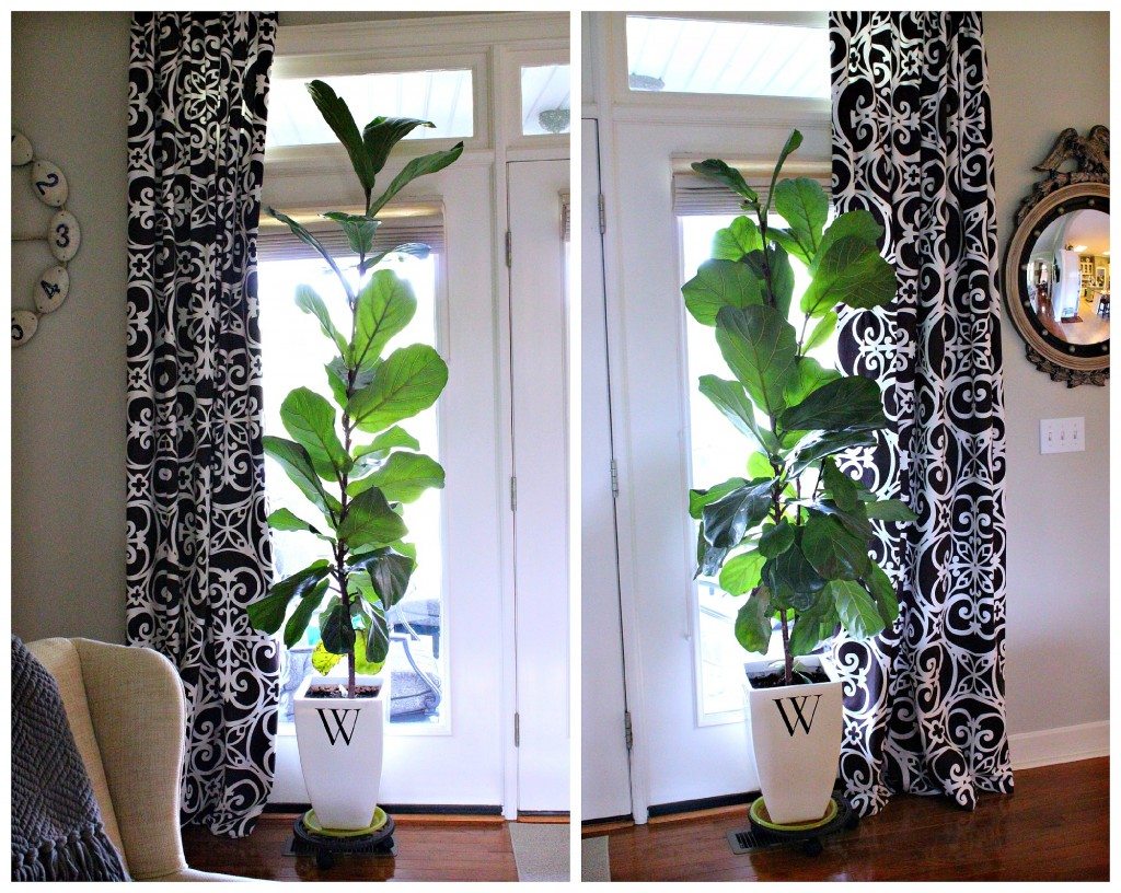 Fiddle Leaf Fig Tree