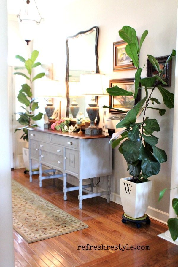 Fiddle leaf Fig tree -  great house plant