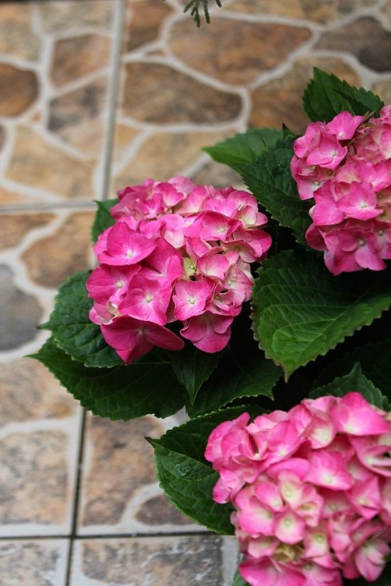 Pink Hydrangeas