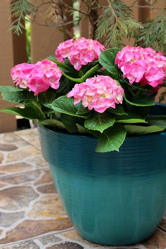 Pink Hydrangeas for the patio