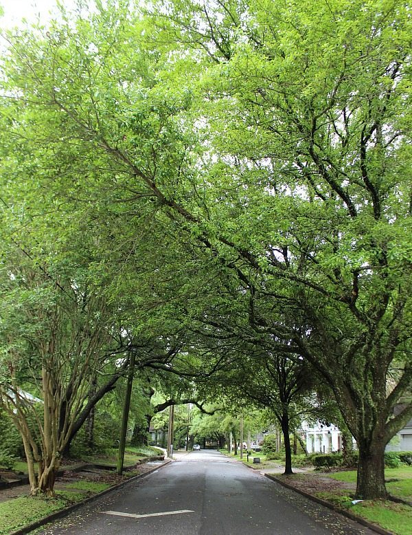 Oak trees spilling over the street in Mobile Al at the Southern Romance Home