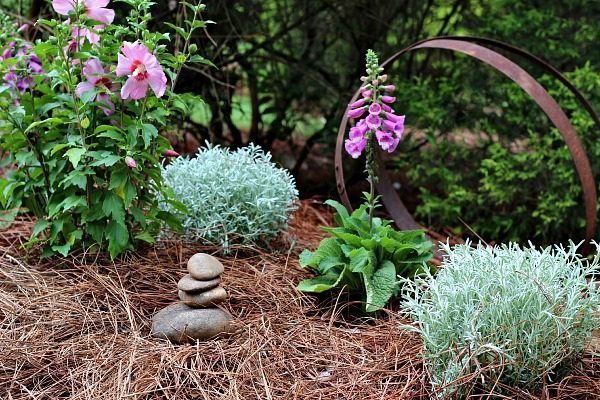 A little corner in the garden filled with color, Rose of Sharon and Foxglove