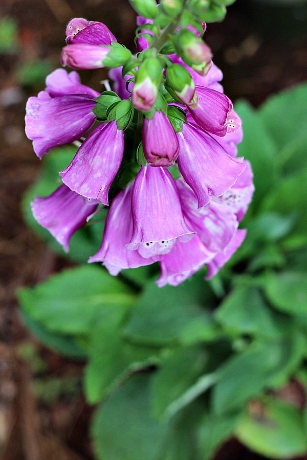 Add Dalmatian Purple foxglove to your summer garden with Monrovia plants
