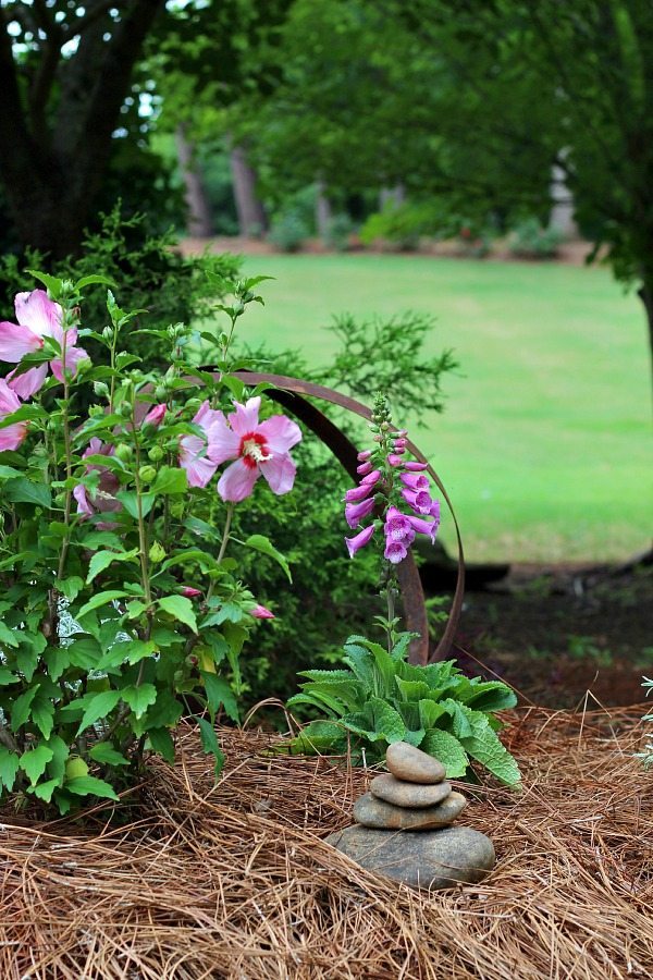 Add color to a corner of you garden with Rose of Sharon