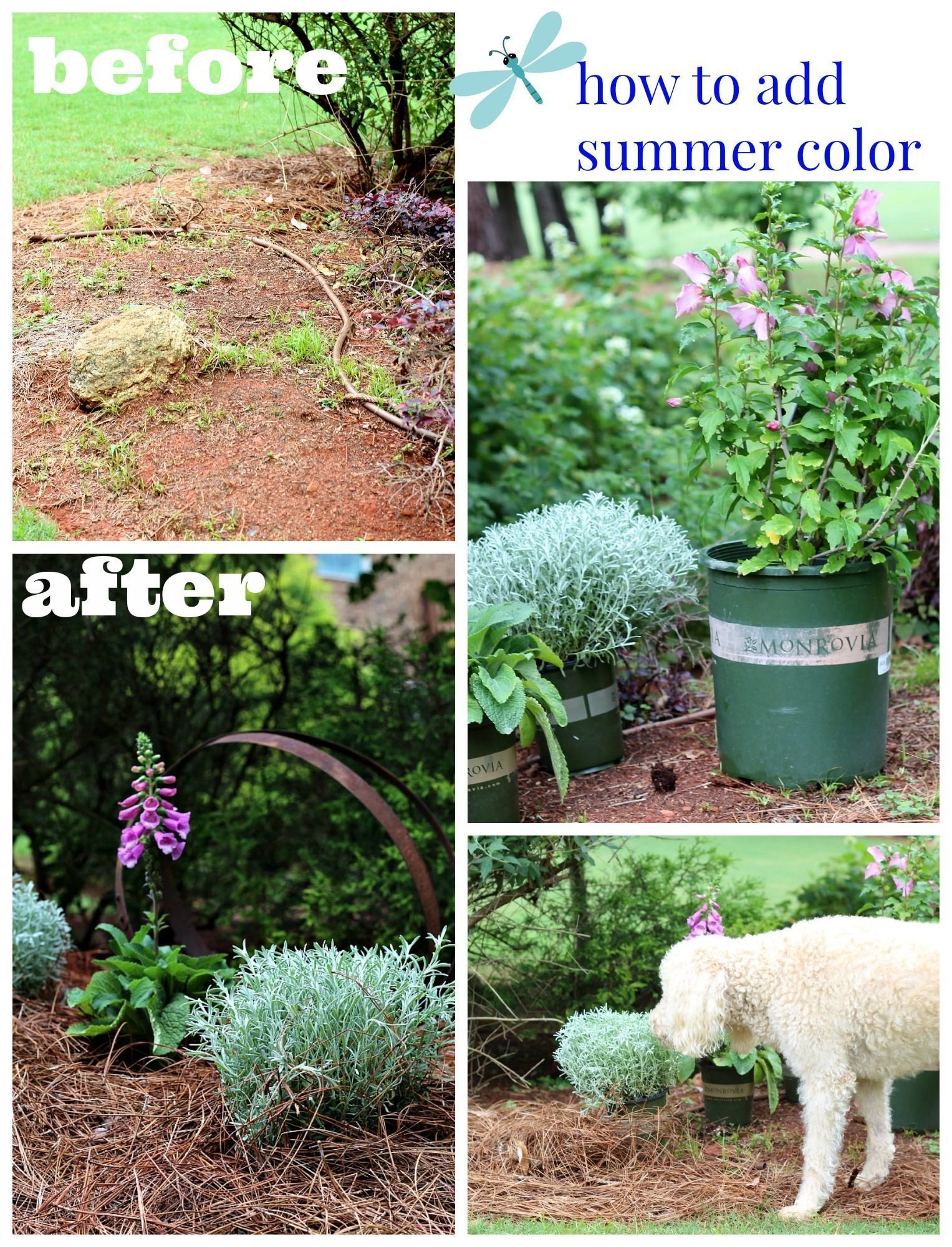 Foxgloves, Lavender and Rose of Sharon are great for adding color
