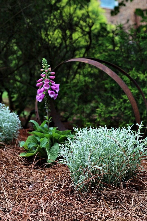 Lavender and Foxglove add colorful blooms in my summer garden