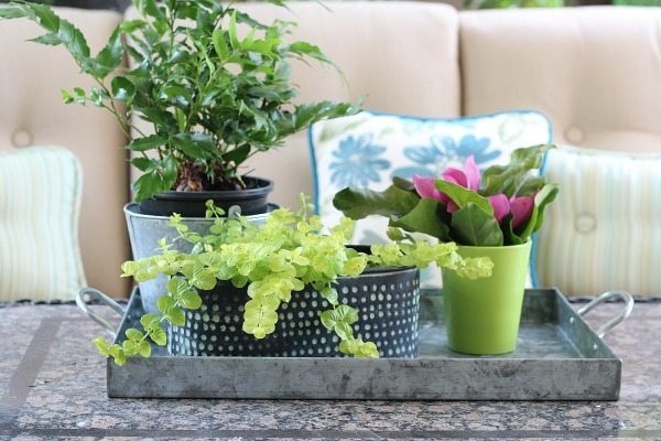 Plants in a galvanized tray