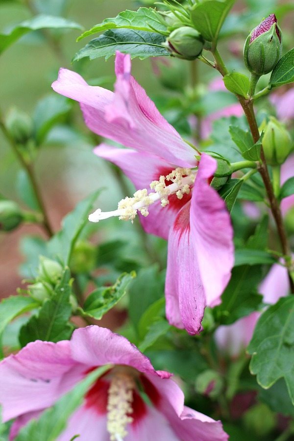 Rose of Sharon are the perfect summer flowers to add to your garden.