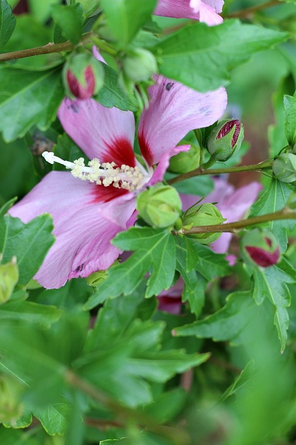 Rose of Sharon is a beautiful flowering shrub with nearly continuous flowering.