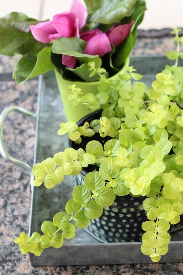 Trays holding plants on the coffee table