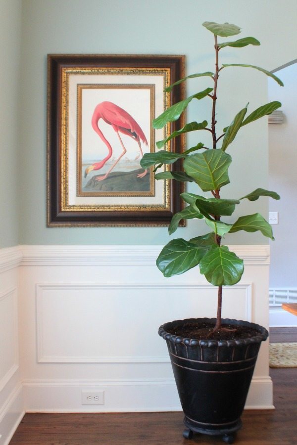 Clean the leaves of your Fiddle Fig Tree with Huggies Wipes