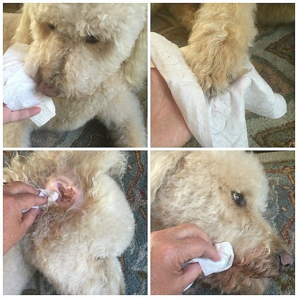 cleaning tip - use baby wipes to keep your dog clean