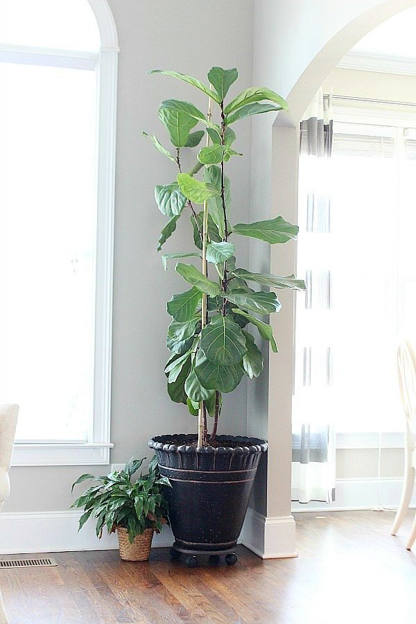 Fiddle Leaf Fig - how to clean the leaves