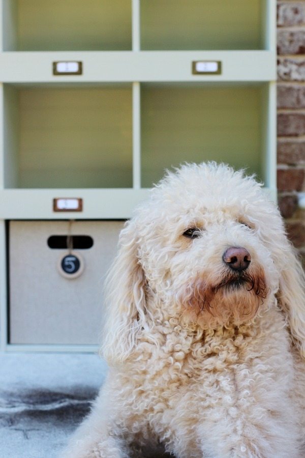 Murphy loves the refreshed Lowes 6 cube laminate organized refreshed by refreshrestyle.com