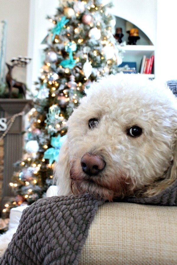 Murphy loving the blue and silver Christmas tree