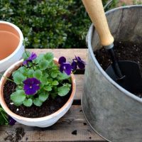 Planting pansies in my aged clay pots, you can age them yourself. Come see how I did it!