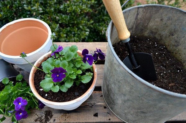 Planting pansies in my aged clay pots, you can age them yourself. Come see how I did it!