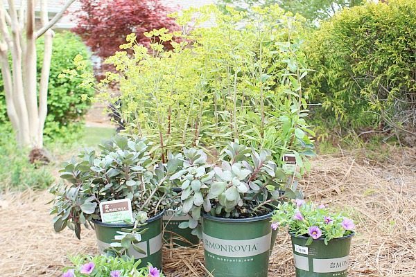 Monrovia Perennials - great plants for year after year performance