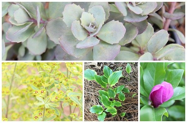 Planning my garden with Monrovia Perennials