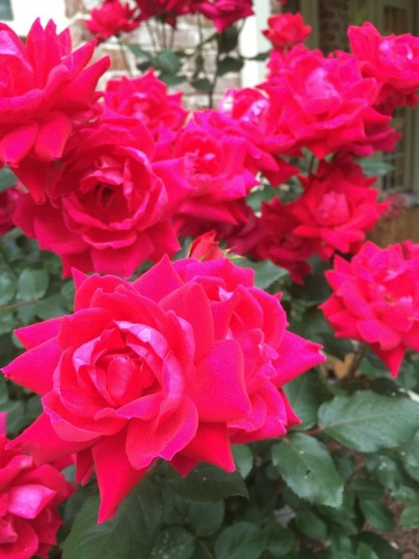 Double knock out rose - Top plants to grow for creating an amazing outdoor space at Refresh Restyle