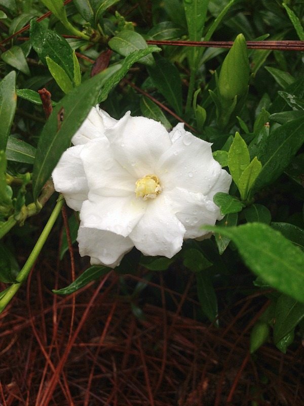 Gardenia - Top plants to grow for creating an amazing outdoor space at Refresh Restyle