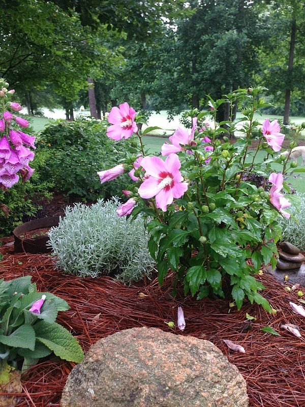 Hibiscus - Top plants to grow for creating an amazing outdoor space at Refresh Restyle