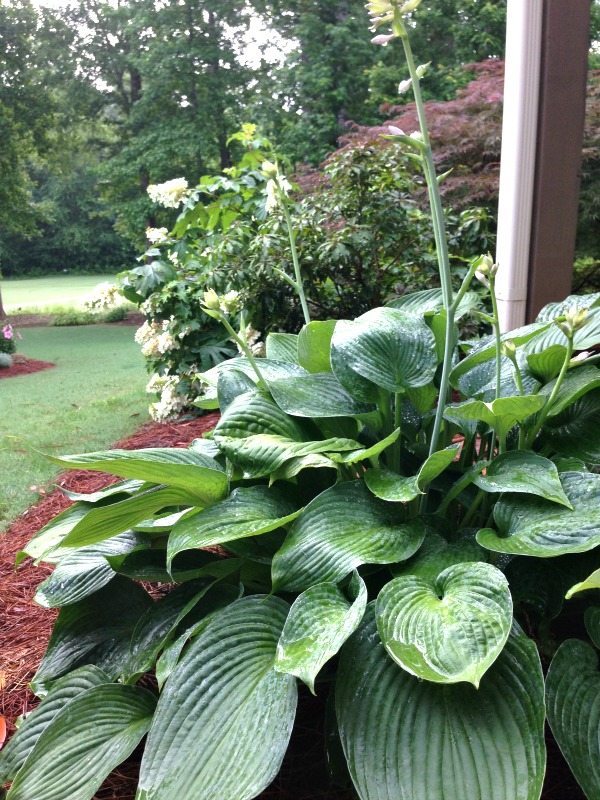 Hostas - Top plants to grow for creating an amazing outdoor space at Refresh Restyle