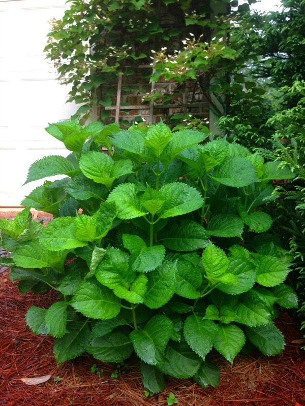 Hydrangea - Top plants to grow for creating an amazing outdoor space at Refresh Restyle