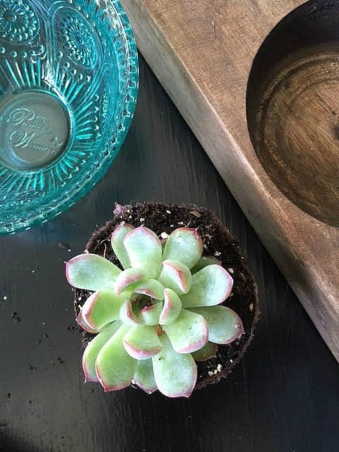 Idea for How to Succulents in Pioneer Woman's bowl in a vintage sugar mold from Refresh Restyle