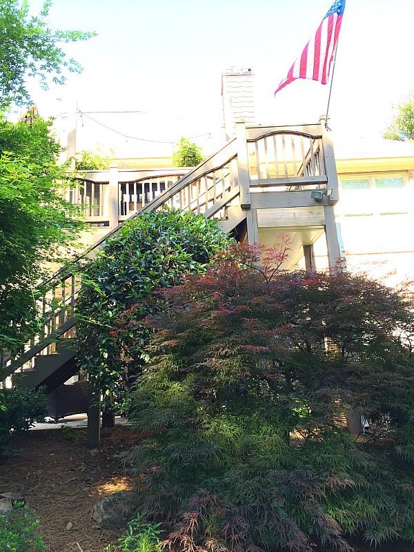 Tea Olive planted near patio and deck - Top plants to grow for creating an amazing outdoor space at Refresh Restyle