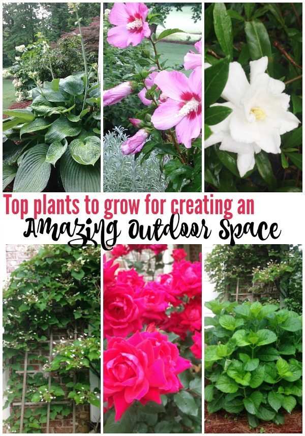 Top plants to grow for creating an amazing outdoor space at Refresh Restyle