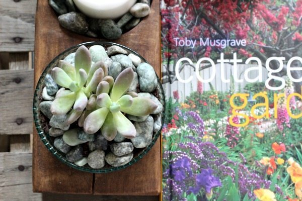 Succulents on the coffee table at Refresh Restyle