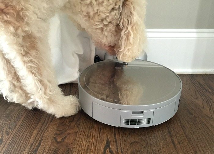 Murphy meets bObi the robot - bObi Pet by bObsweep review