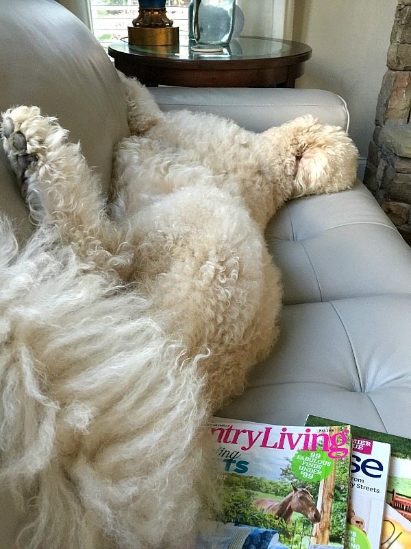 Our labradoodle Murphy - bObi Pet by bObsweep review