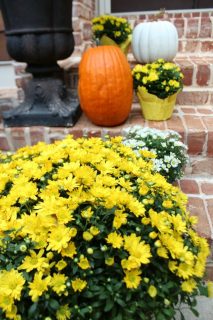 Fall Front Porch: Mums + Pumpkins - Refresh Restyle