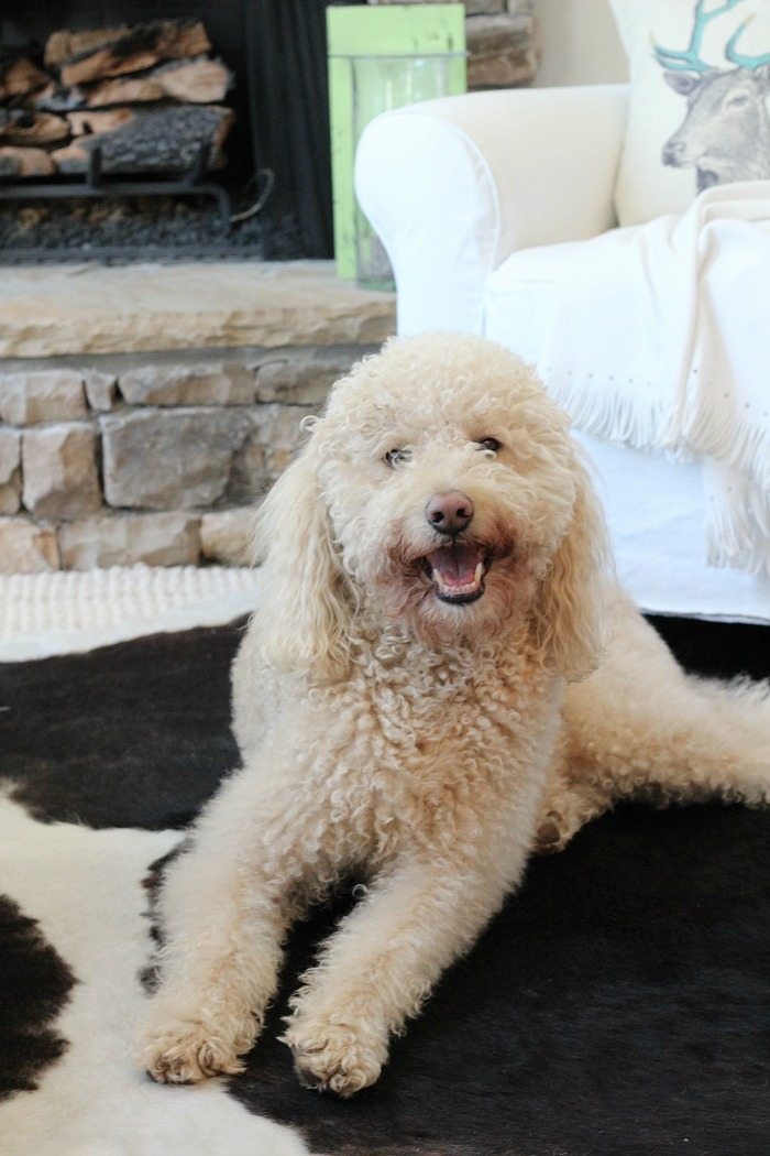 murphy-the-girl-labradoodle-behind-the-blog-refresh-restyle