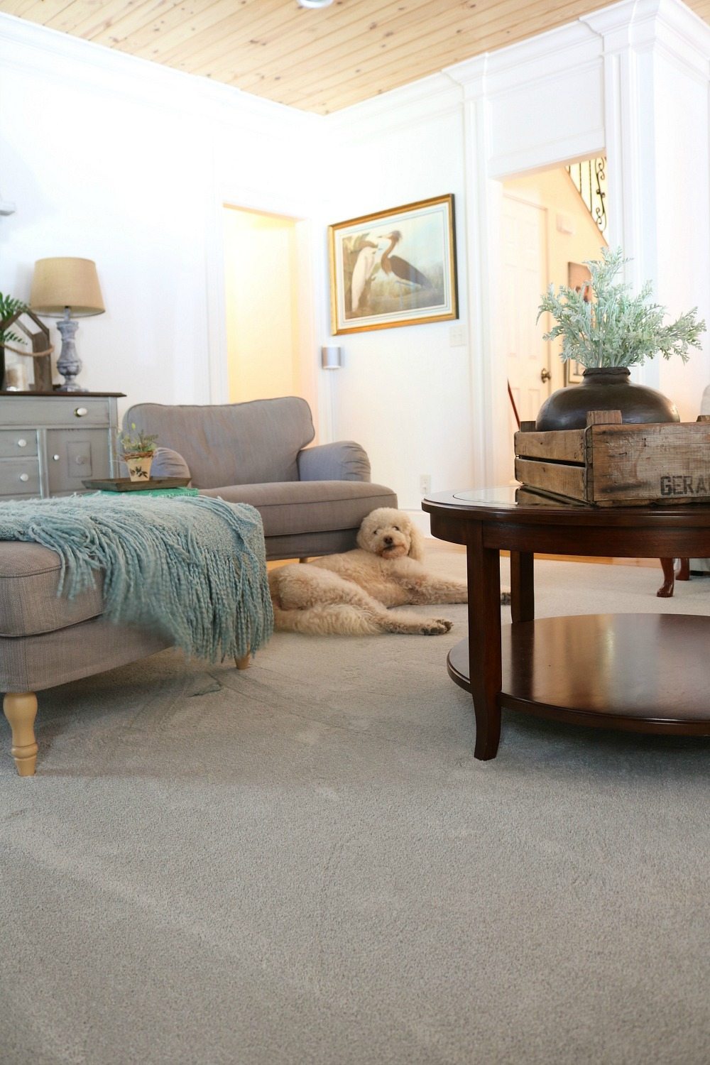 Pet Friendly Carpet Makes Life Easier | Refresh Restyle