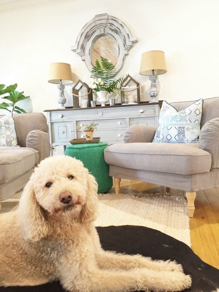 Murphy the labradoodle spring home tour at Refresh Restyle