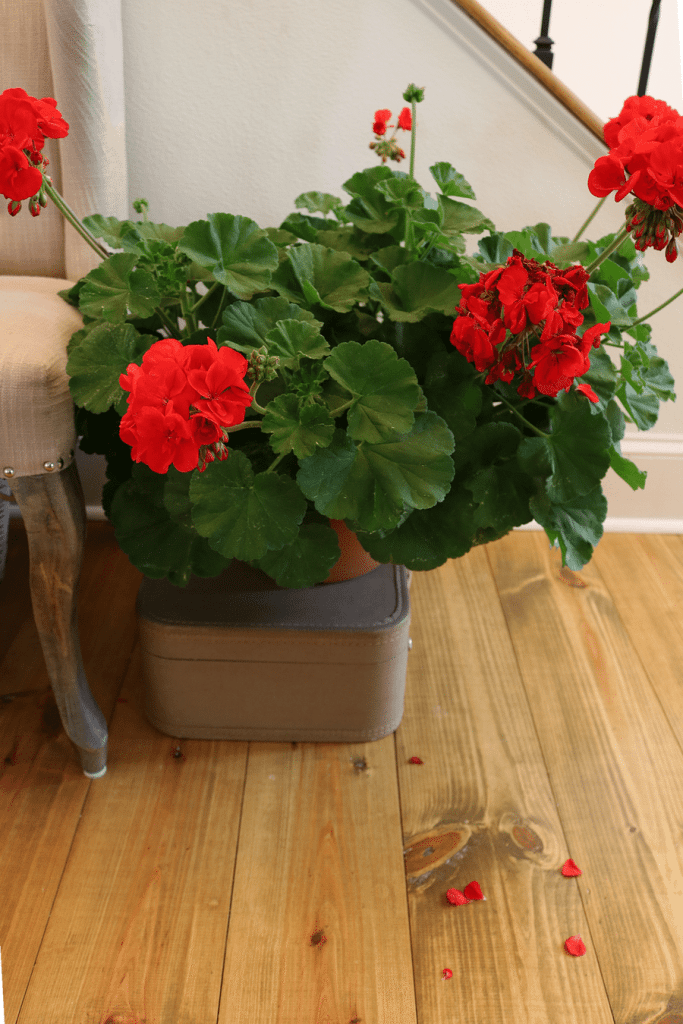 Spring geraniums at Refresh Restyle