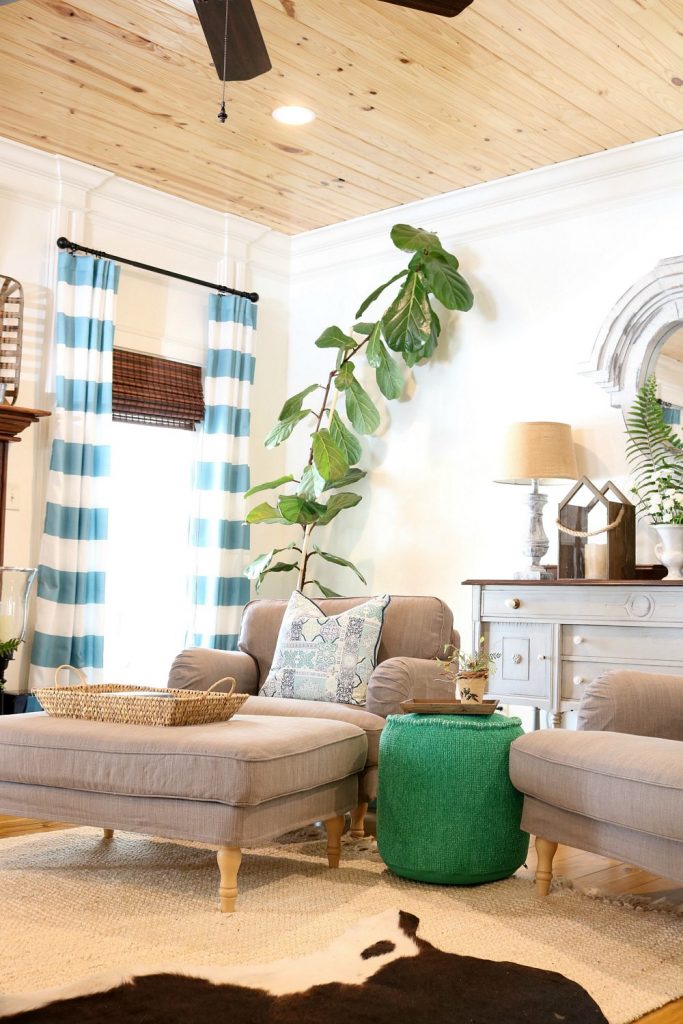 Striped curtains and fiddle leaf fig at Refresh Resty