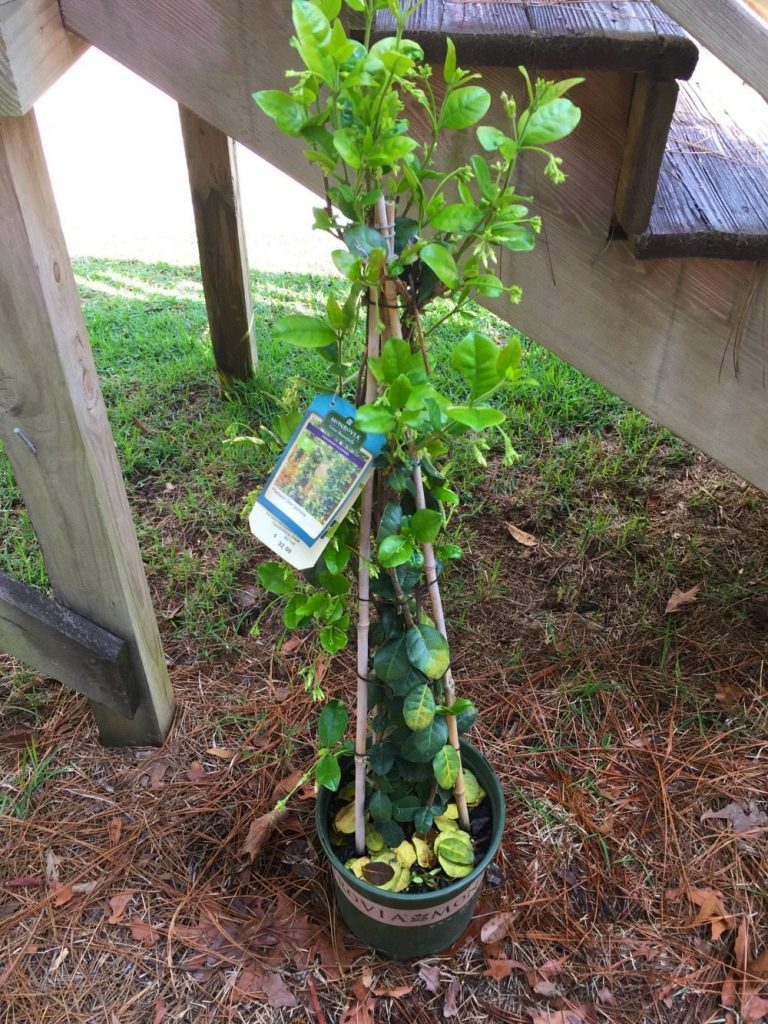 Add color and fragrance with this beautiful jasmine vine