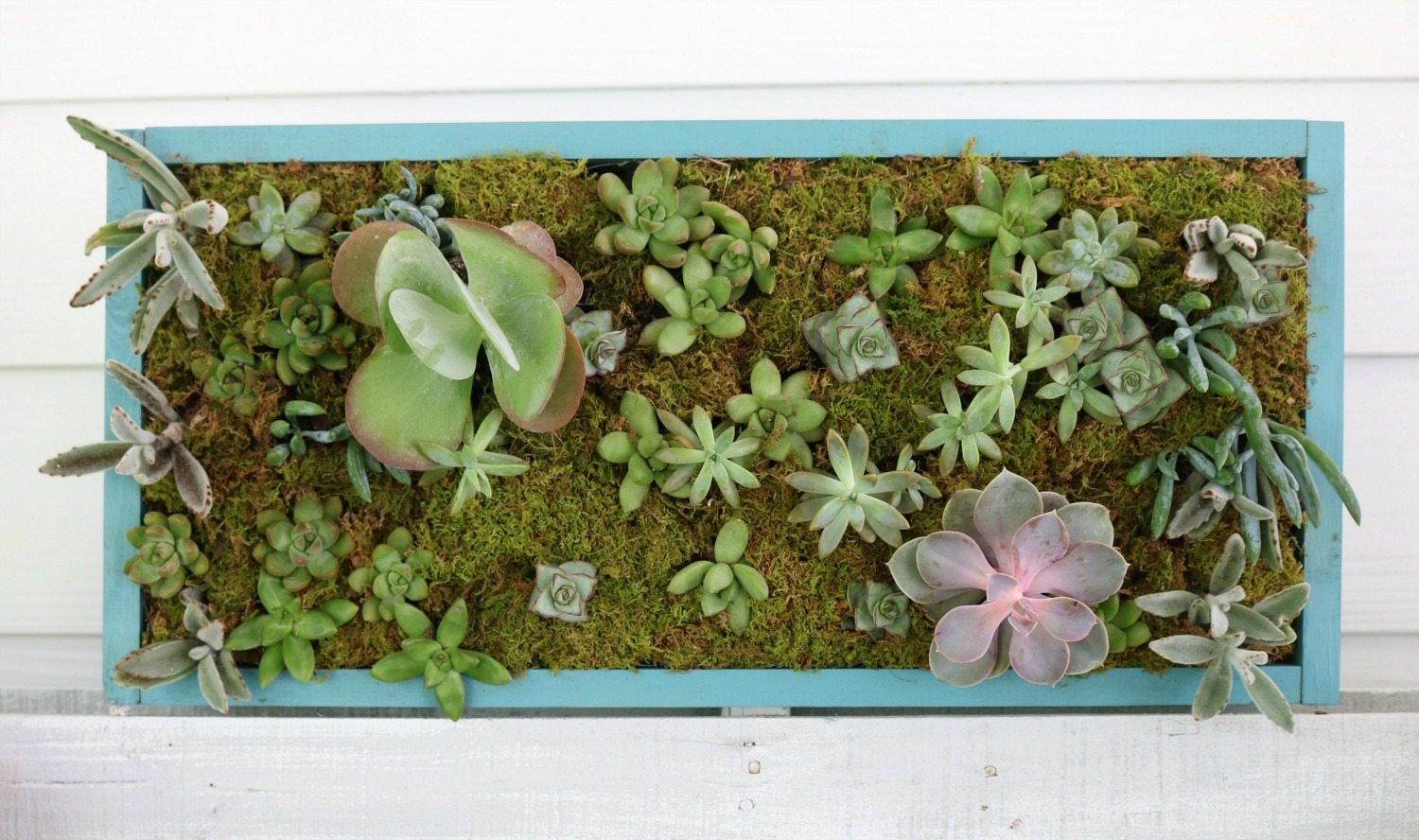 Create this live vertical succulent garden