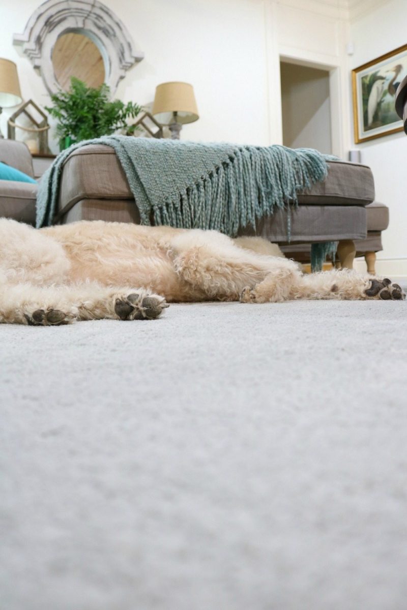 Pet Friendly Carpet Makes Life Easier - Refresh Restyle