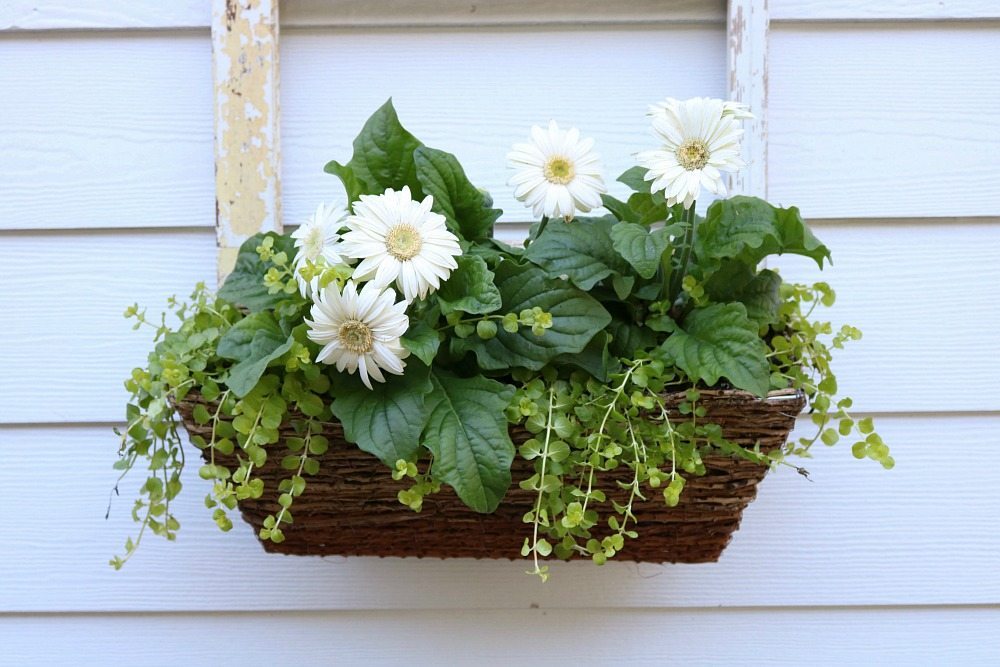 Old window repurposed for a window planter