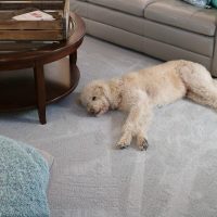 PetProof carpet saves the day and makes my house feel fresh after I vacuum