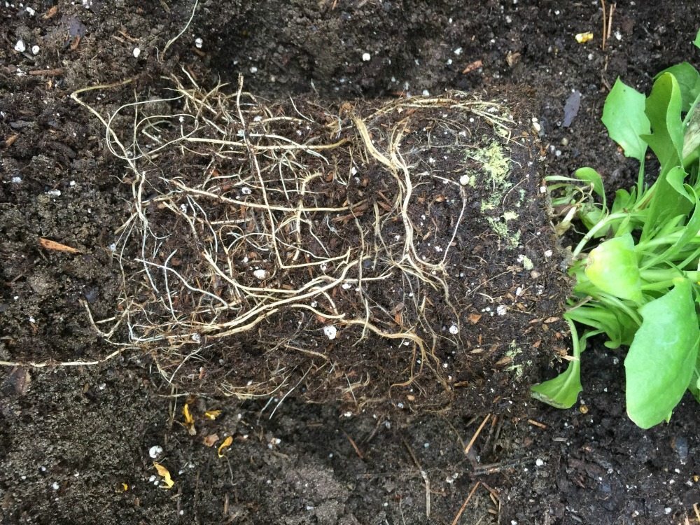 Separate roots before placing plants in the ground